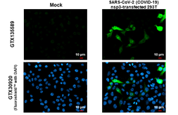 Anti-SARS-CoV-2 (COVID-19) nsp3 antibody used in Immunocytochemistry/ Immunofluorescence (ICC/IF). GTX135589